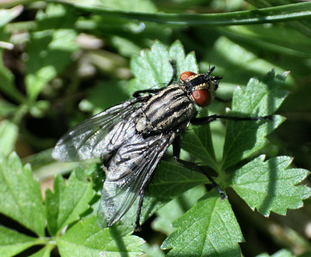 Sarcophaga sp. femmina ?